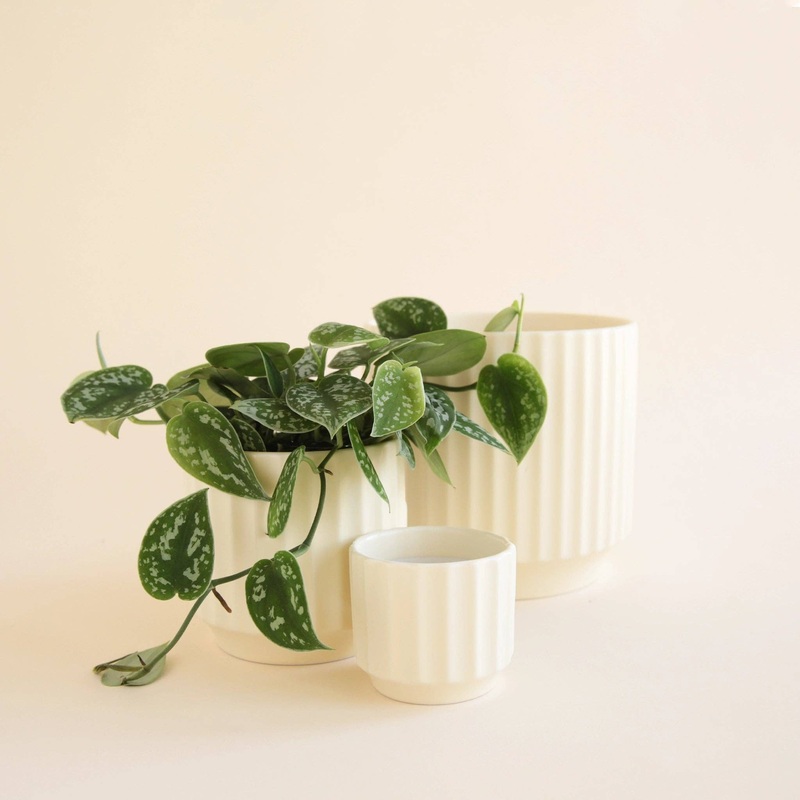 Monroe Pot | Vintage White 3 inch