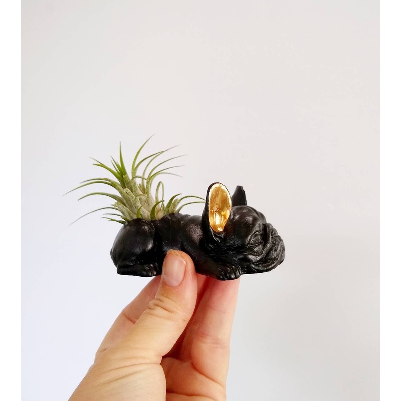 Dovekie & Finch – Concrete Frenchie Air Plant Holder