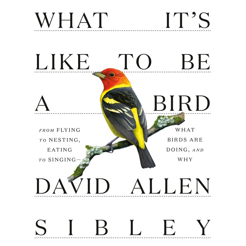 What It’s Like to Be a Bird