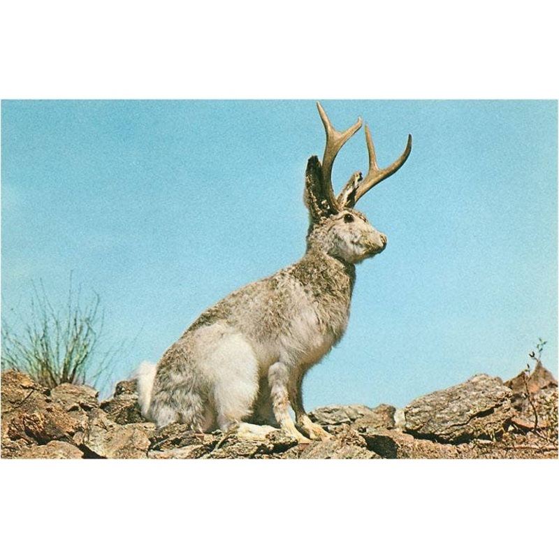 Found Image Press – NP-495 Jackalope – Vintage Image, Postcard