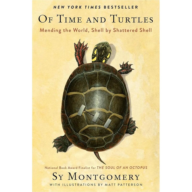 Of Time and Turtles