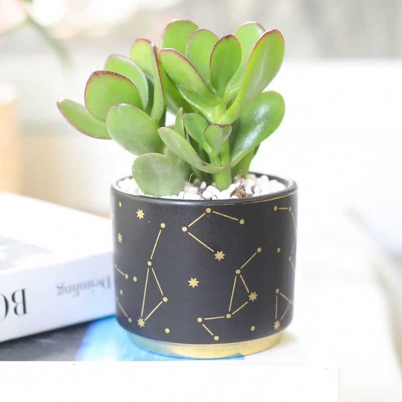3″ Celestial Pot – Succulent Planters For Small Spaces