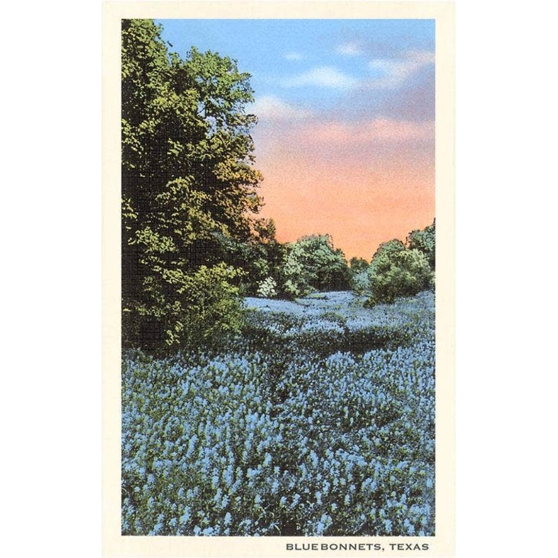 Found Image Press – TX-616 Field of Bluebonnets, Texas – Vintage Image, Postcard