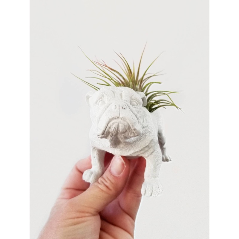Dovekie & Finch – English Bulldog Planter